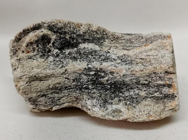 Versteinertes Holz Madagaskar